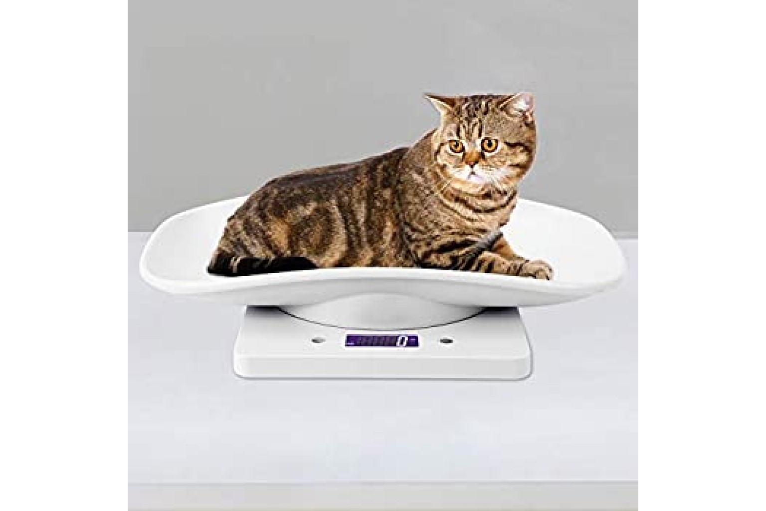 Kedi Tartısı & Köpek Tartısı: Evcil Hayvan Tartısı Rehberi