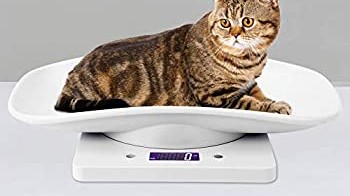 Kedi Tartısı & Köpek Tartısı: Evcil Hayvan Tartısı Rehberi