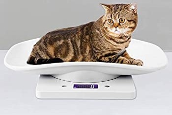 Kedi Tartısı & Köpek Tartısı: Evcil Hayvan Tartısı Rehberi