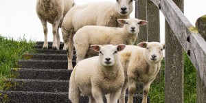 Hayvan terazisi Rehberi